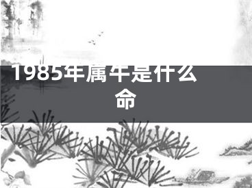 1985年属牛是什么命