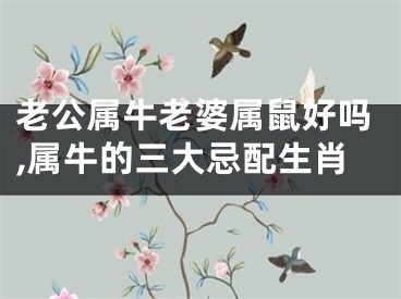 老公属牛老婆属鼠好吗,属牛的三大忌配生肖