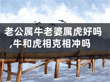 老公属牛老婆属虎好吗,牛和虎相克相冲吗