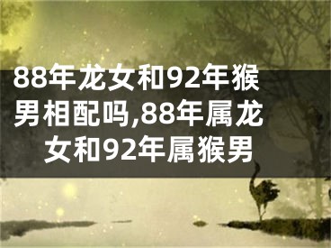 88年龙女和92年猴男相配吗,88年属龙女和92年属猴男