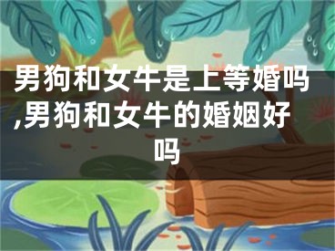 男狗和女牛是上等婚吗,男狗和女牛的婚姻好吗