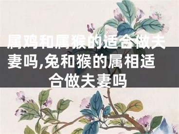 属鸡和属猴的适合做夫妻吗,兔和猴的属相适合做夫妻吗