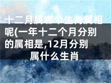 十二月属哪个生肖属相呢(一年十二个月分别的属相是,12月分别属什么生肖