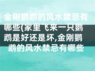 金刚鹦鹉的风水禁忌有哪些(家里飞来一只鹦鹉是好还是坏,金刚鹦鹉的风水禁忌有哪些