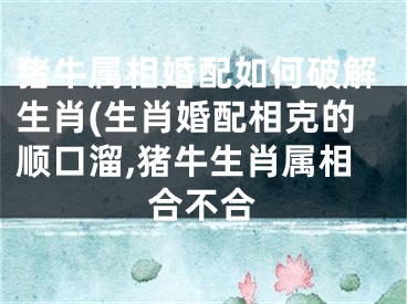 猪牛属相婚配如何破解生肖(生肖婚配相克的顺口溜,猪牛生肖属相合不合