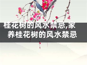 桂花树的风水禁忌,家养桂花树的风水禁忌