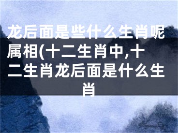 龙后面是些什么生肖呢属相(十二生肖中,十二生肖龙后面是什么生肖