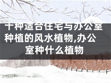 十种适合住宅与办公室种植的风水植物,办公室种什么植物