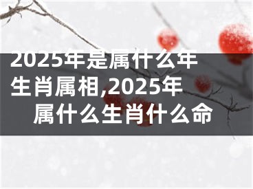 2025年是属什么年生肖属相,2025年属什么生肖什么命