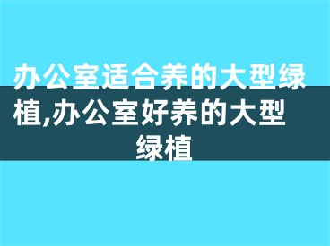办公室适合养的大型绿植,办公室好养的大型绿植