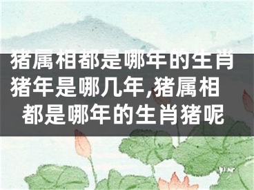 猪属相都是哪年的生肖猪年是哪几年,猪属相都是哪年的生肖猪呢