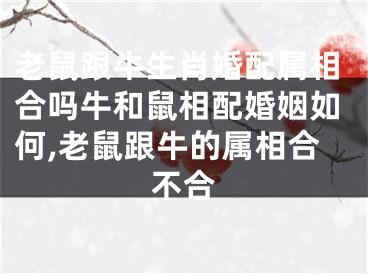 老鼠跟牛生肖婚配属相合吗牛和鼠相配婚姻如何,老鼠跟牛的属相合不合