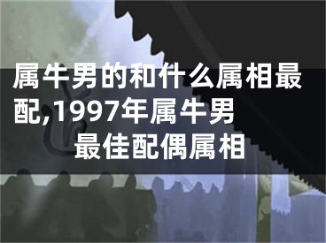 属牛男的和什么属相最配,1997年属牛男最佳配偶属相