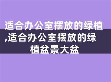 适合办公室摆放的绿植,适合办公室摆放的绿植盆景大盆