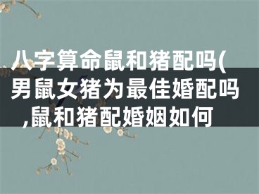 八字算命鼠和猪配吗(男鼠女猪为最佳婚配吗,鼠和猪配婚姻如何