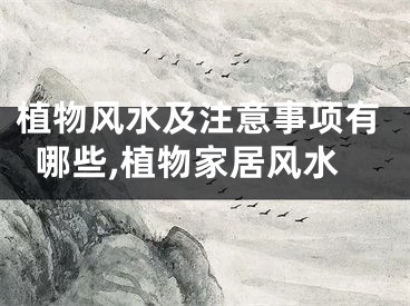 植物风水及注意事项有哪些,植物家居风水