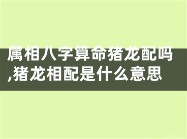 属相八字算命猪龙配吗,猪龙相配是什么意思