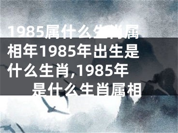 1985属什么生肖属相年1985年出生是什么生肖,1985年是什么生肖属相