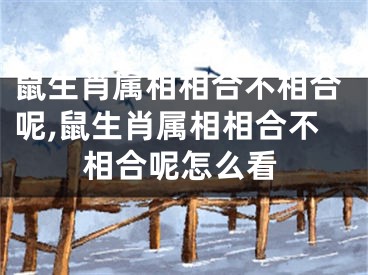 鼠生肖属相相合不相合呢,鼠生肖属相相合不相合呢怎么看