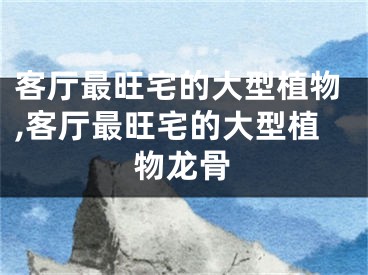 客厅最旺宅的大型植物,客厅最旺宅的大型植物龙骨