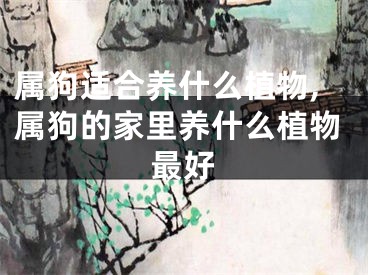 属狗适合养什么植物,属狗的家里养什么植物最好