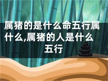 属猪的是什么命五行属什么,属猪的人是什么五行