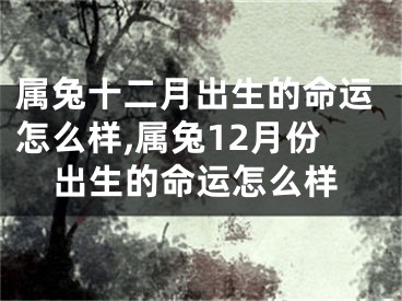属兔十二月出生的命运怎么样,属兔12月份出生的命运怎么样