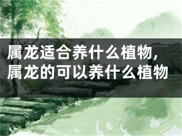 属龙适合养什么植物,属龙的可以养什么植物