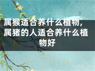 属猴适合养什么植物,属猪的人适合养什么植物好