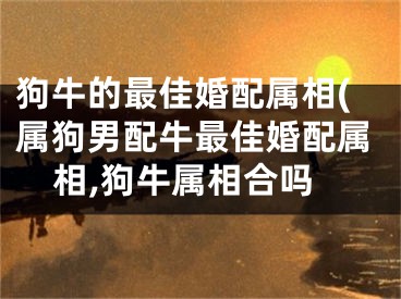 狗牛的最佳婚配属相(属狗男配牛最佳婚配属相,狗牛属相合吗