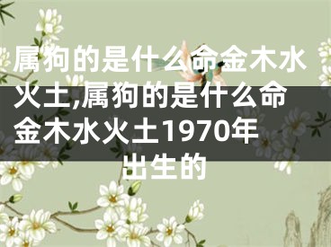 属狗的是什么命金木水火土,属狗的是什么命金木水火土1970年出生的