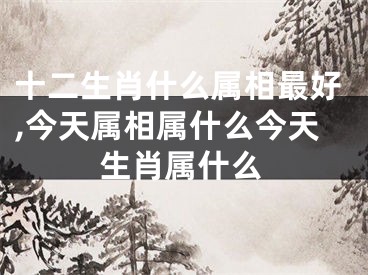 十二生肖什么属相最好,今天属相属什么今天生肖属什么