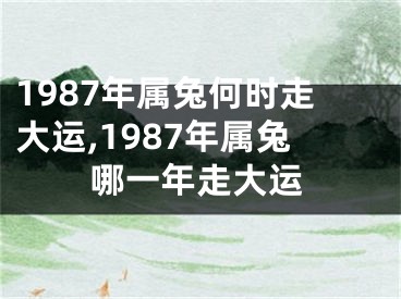 1987年属兔何时走大运,1987年属兔哪一年走大运