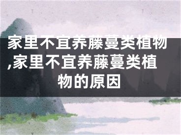 家里不宜养藤蔓类植物,家里不宜养藤蔓类植物的原因
