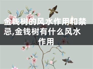 金钱树的风水作用和禁忌,金钱树有什么风水作用