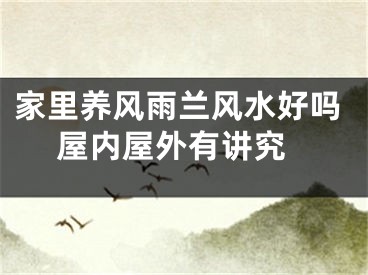 家里养风雨兰风水好吗 屋内屋外有讲究