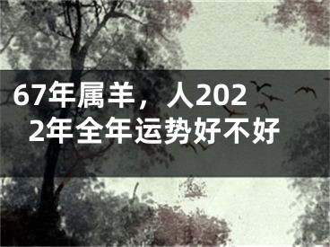 67年属羊，人2022年全年运势好不好