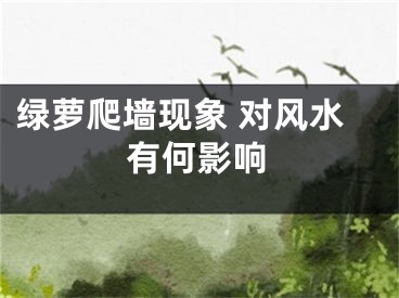 绿萝爬墙现象 对风水有何影响