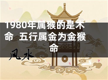 1980年属猴的是木命  五行属金为金猴命