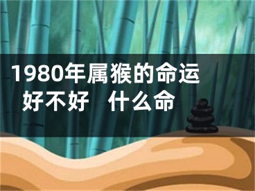 1980年属猴的命运好不好   什么命