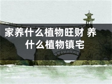 家养什么植物旺财 养什么植物镇宅