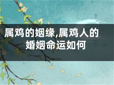属鸡的姻缘,属鸡人的婚姻命运如何