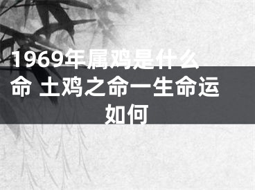 1969年属鸡是什么命 土鸡之命一生命运如何