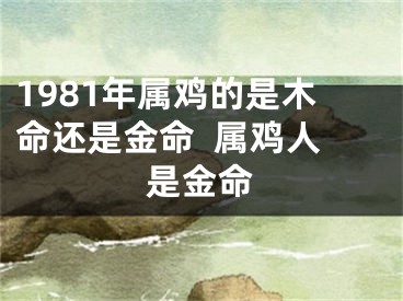 1981年属鸡的是木命还是金命  属鸡人是金命
