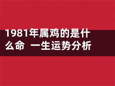 1981年属鸡的是什么命  一生运势分析