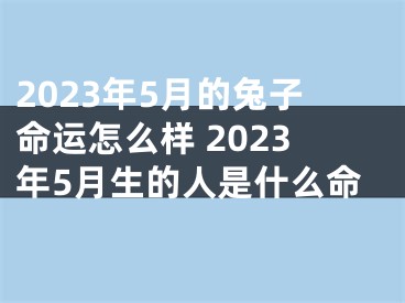 2023年5月的兔子命运怎么样 2023年5月生的人是什么命