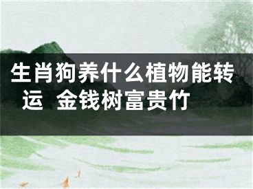 生肖狗养什么植物能转运  金钱树富贵竹