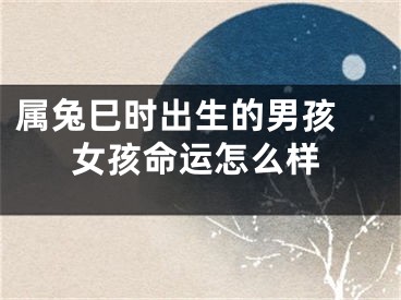 属兔巳时出生的男孩 女孩命运怎么样