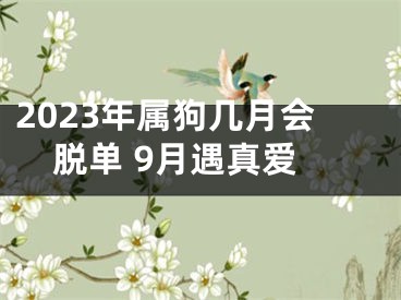 2023年属狗几月会脱单 9月遇真爱