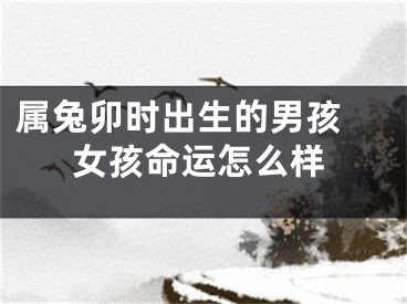 属兔卯时出生的男孩 女孩命运怎么样